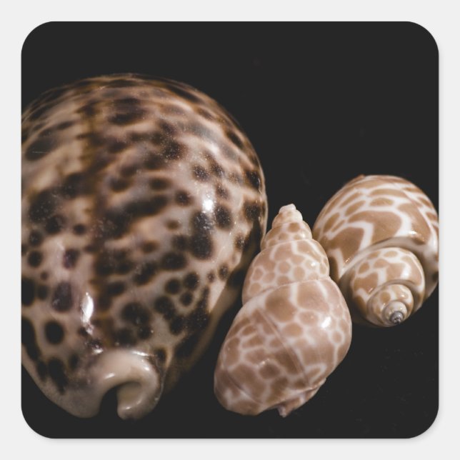 Cowrie Cones Sticker (Vorderseite)