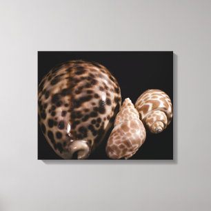 Cowrie Cones Wrapped Canvas Leinwanddruck