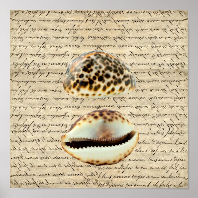 Cowrie Muscheln Poster (Vorne)