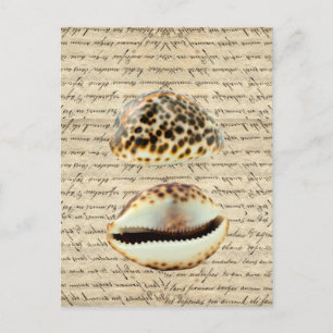 Cowrie-Muscheln Postkarte