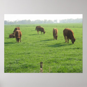 Cows Foto Poster Print