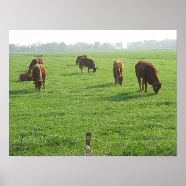 Cows Foto Poster Print (Vorne)