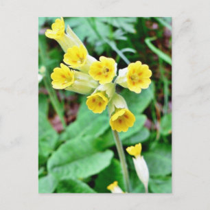 Cowslip-Blume Postkarte