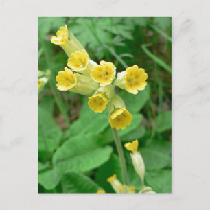Cowslip Blume Postkarte