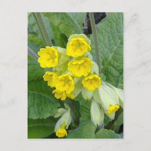 Cowslip Blume Postkarte
