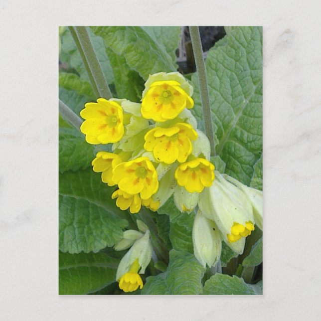 Cowslip Blume Postkarte (Vorderseite)