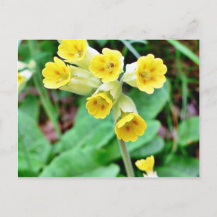 Cowslip-Blume Postkarte