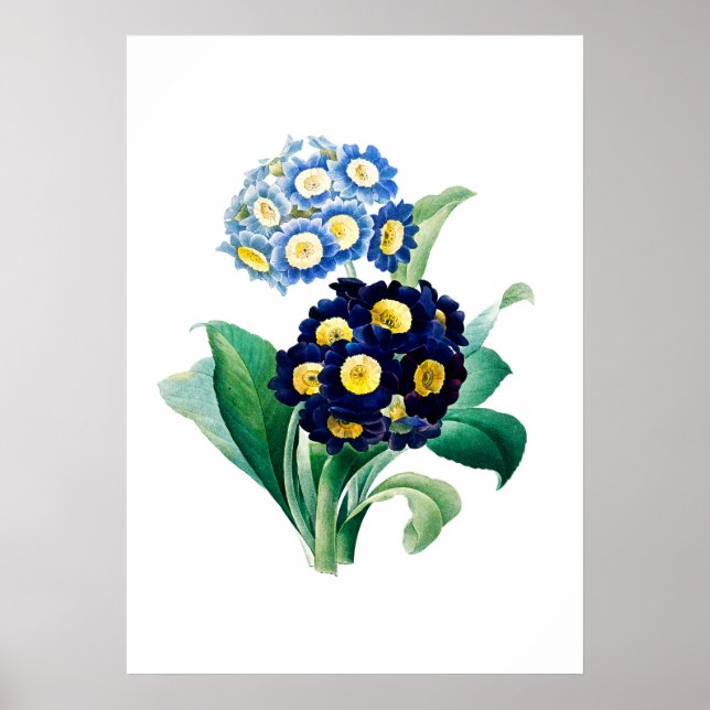 Cowslip Primrose Print von Pierre-Joseph Redouté Poster (Vorne)