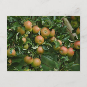 Cox Orange Apple Postcard Postkarte