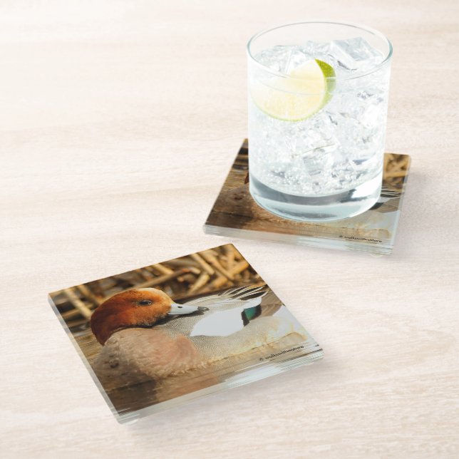 Coy lächelnd Eurasian Wigeon Duck am Teich Glasuntersetzer (Schrägansicht)