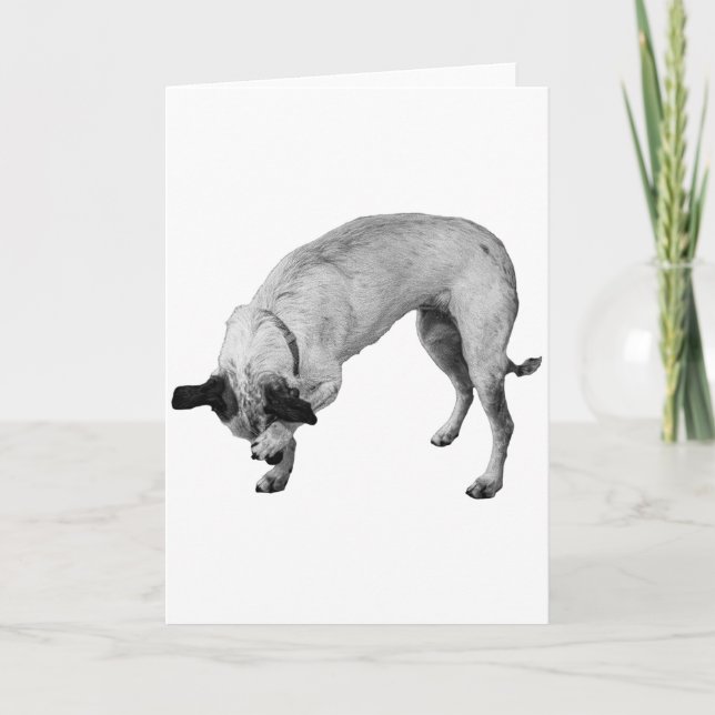 Coy Paw, warme Wünsche Karte (Vorderseite)