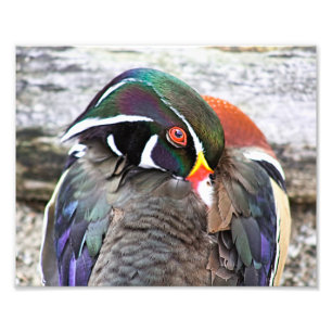 Coy Wood Duck Print Fotodruck
