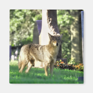 Coyote am Friedhof Magnet