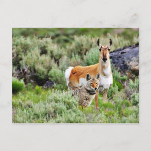 Coyote and Antelope in Yellowstone Park Postkarte
