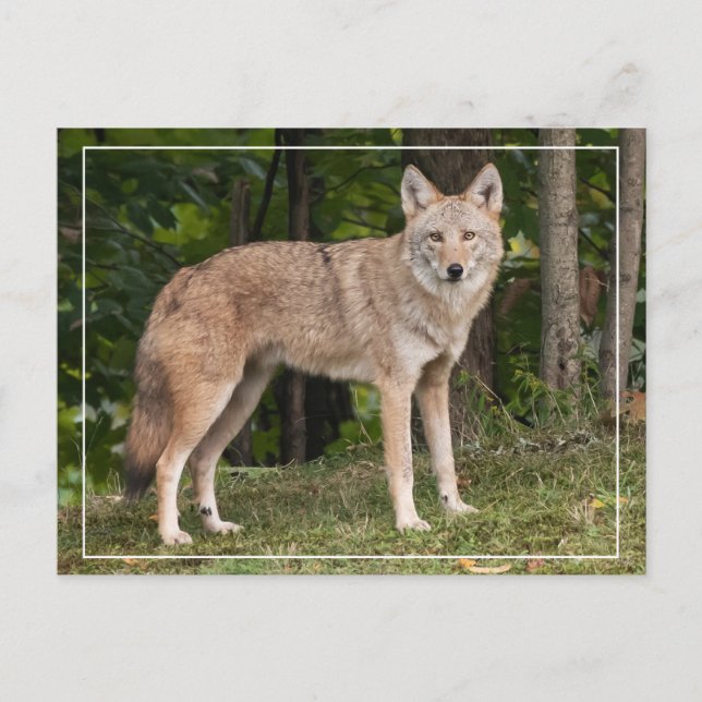 Coyote Beautiful Postkarte (Vorderseite)
