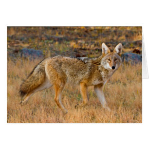Coyote (Canis Latrans) Jagen