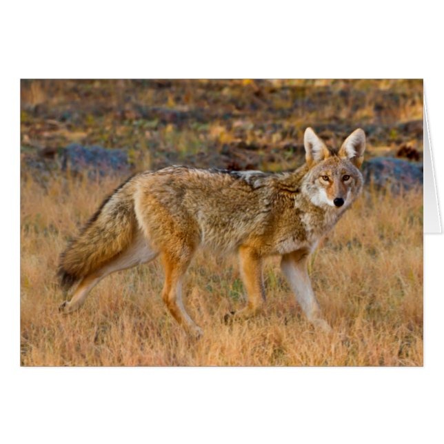 Coyote (Canis Latrans) Jagen (Vorderseite (Horizontal))