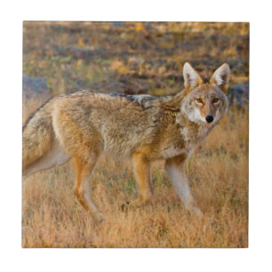 Coyote (Canis Latrans) Jagen Fliese