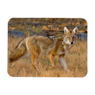 Coyote (Canis Latrans) Jagen Magnet