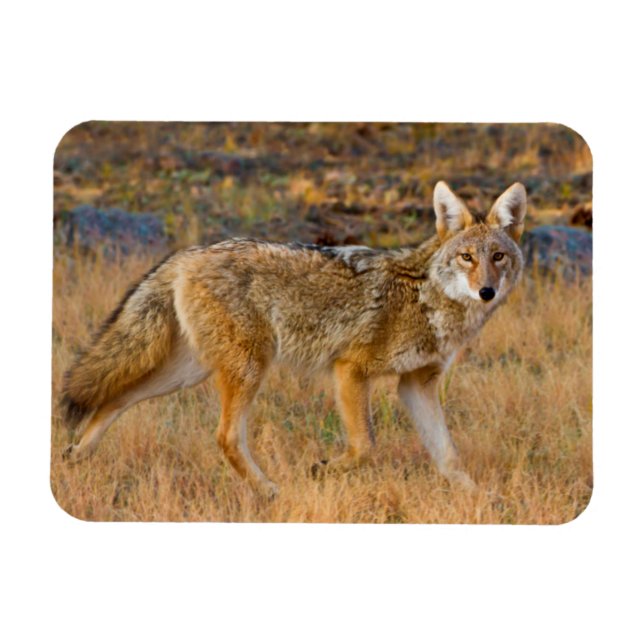 Coyote (Canis Latrans) Jagen Magnet (Horizontal)