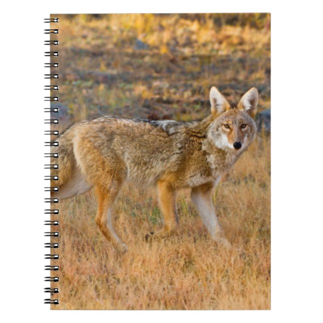 Coyote (Canis Latrans) Jagen Notizblock (Vorderseite)