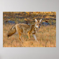 Coyote (Canis Latrans) Jagen