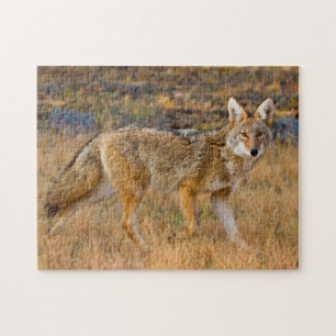 Coyote (Canis Latrans) Jagen Puzzle