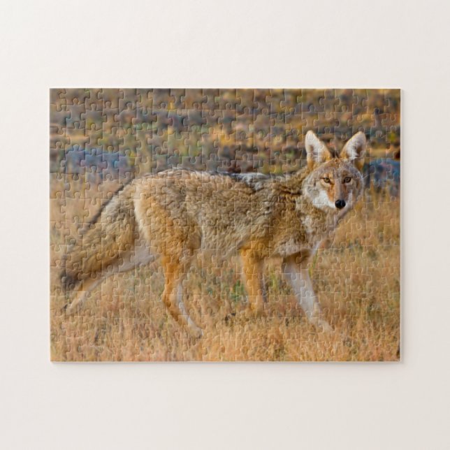 Coyote (Canis Latrans) Jagen Puzzle (Horizontal)
