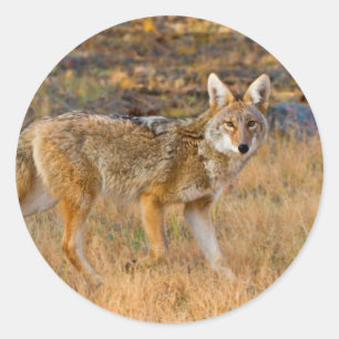 Coyote (Canis Latrans) Jagen Runder Aufkleber