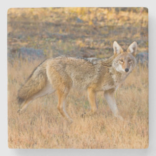 Coyote (Canis Latrans) Jagen Steinuntersetzer