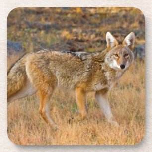 Coyote (Canis Latrans) Jagen Untersetzer
