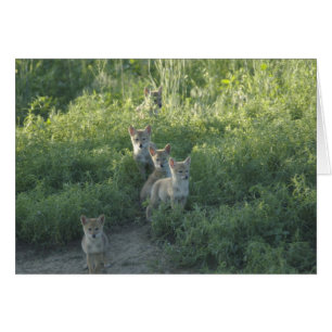Coyote Clan