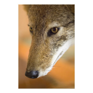 Coyote Closeup Fotodruck