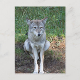 Coyote Collection Postkarte