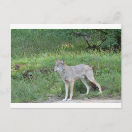 Coyote Collection Postkarte