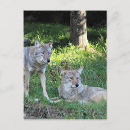 Coyote Collection Postkarte