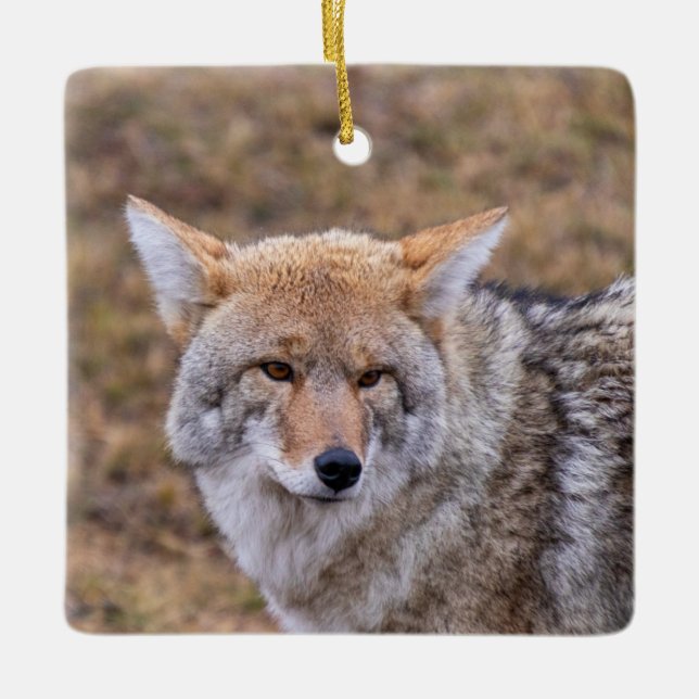 Coyote Dog Ornament (Vorderseite)