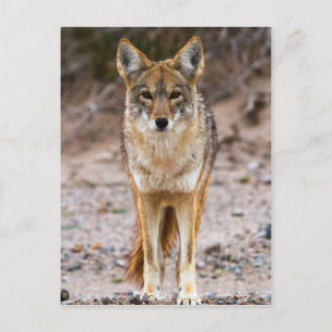 Coyote Encounter Postkarte