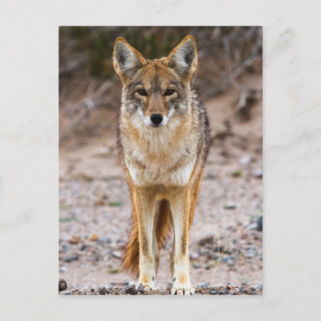 Coyote Encounter Postkarte (Vorderseite)