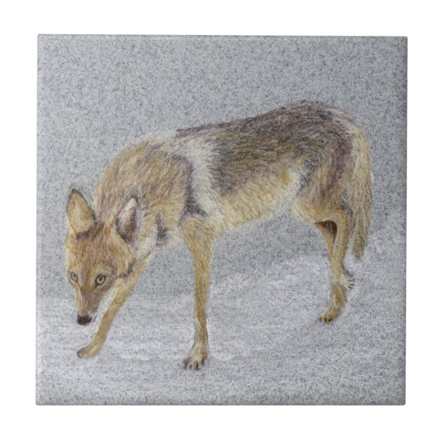 Coyote Fliese (Vorderseite)