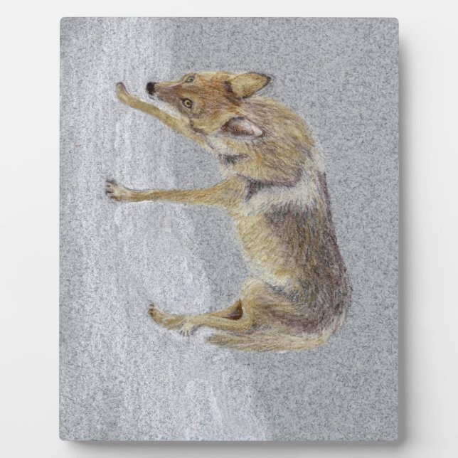 Coyote Fotoplatte (Vorderseite)