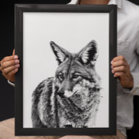 Coyote Head Portrait Schwarz-weiß