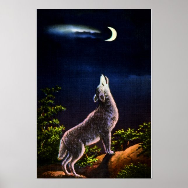 Coyote Howling am Mond Poster (Vorne)