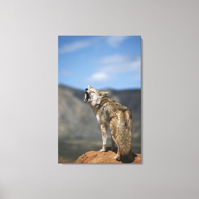 Coyote Howling von High Point Leinwanddruck (Vorderseite)
