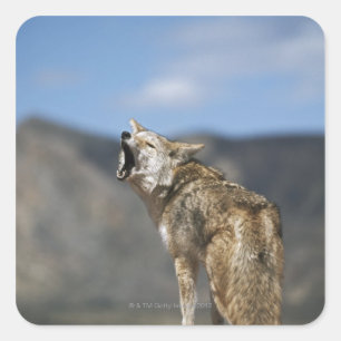 Coyote Howling von High Point Quadratischer Aufkleber