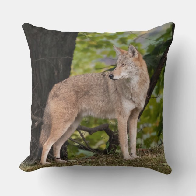 Coyote Hübsch Kissen (Vorderseite)