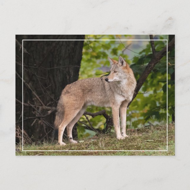 Coyote Hübsche Postkarte (Vorderseite)