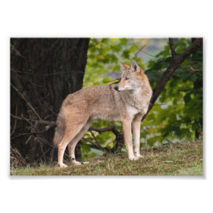 Coyote Hübsches Foto drucken
