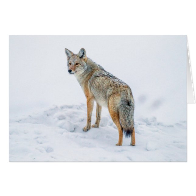 Coyote im Schnee (Vorderseite (Horizontal))