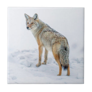 Coyote im Schnee Fliese